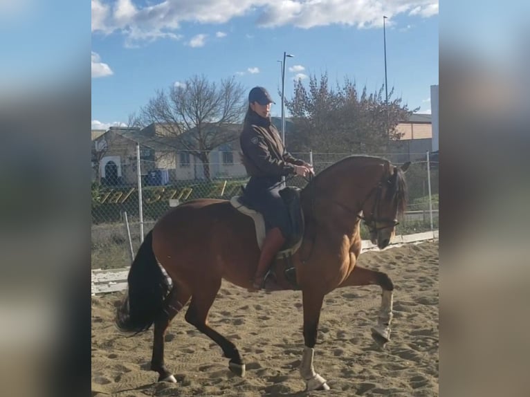 PRE Caballo castrado 8 años 163 cm Castaño in Martfeld