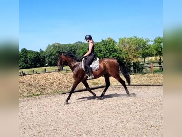 PRE Mestizo Caballo castrado 8 años 163 cm Castaño in Karlshuld