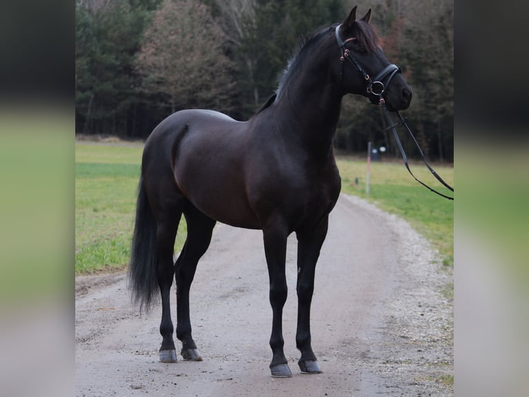 PRE Mestizo Caballo castrado 8 años 163 cm Negro in Johanniskirchen