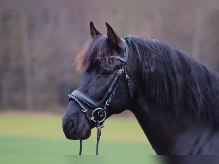 PRE Mestizo Caballo castrado 8 años 163 cm Negro in Johanniskirchen