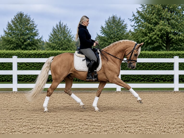 PRE Mestizo Caballo castrado 8 años 163 cm Palomino in Niederkrüchten