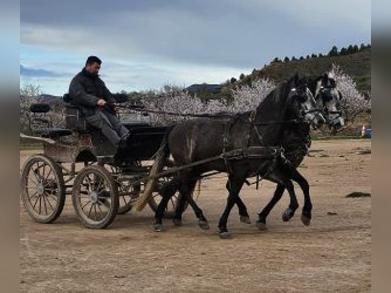 PRE Mestizo Caballo castrado 8 años 163 cm Tordo in Gijon