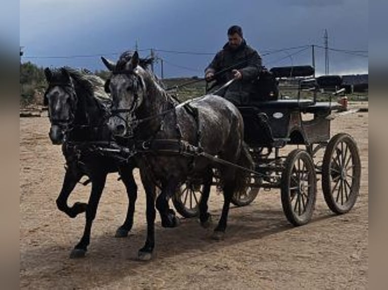 PRE Mestizo Caballo castrado 8 años 163 cm Tordo in Gijon