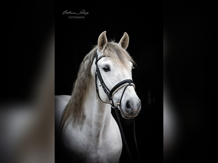 PRE Mestizo Caballo castrado 8 años 163 cm Tordo in Herbstein