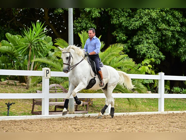 PRE Caballo castrado 8 años 163 cm Tordo in Manilva