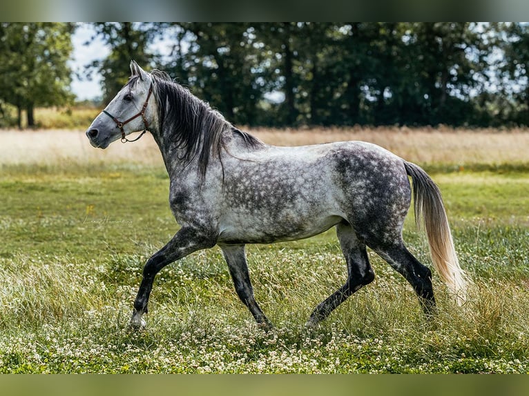 PRE Mestizo Caballo castrado 8 años 163 cm Tordo rodado in Bötersen