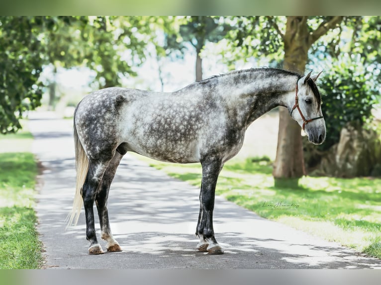 PRE Mestizo Caballo castrado 8 años 163 cm Tordo rodado in Bötersen