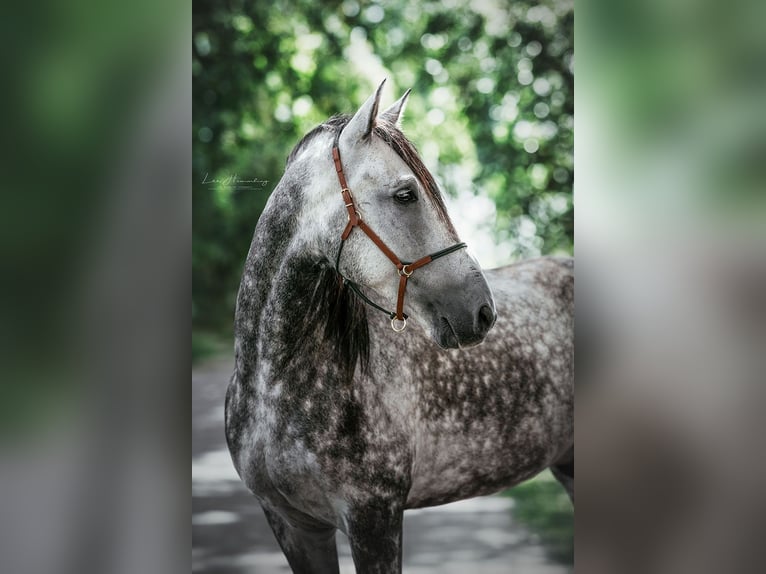 PRE Mestizo Caballo castrado 8 años 163 cm Tordo rodado in Bötersen