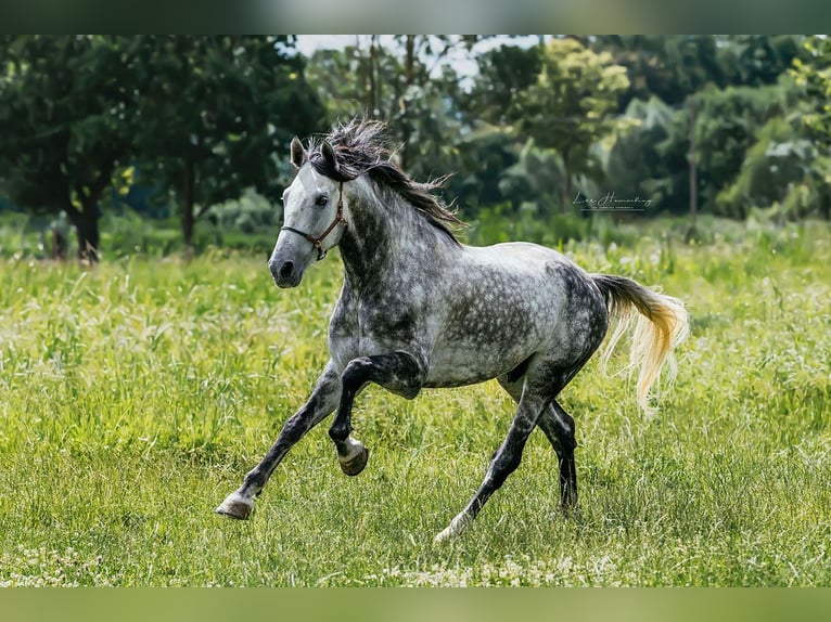 PRE Mestizo Caballo castrado 8 años 163 cm Tordo rodado in Bötersen