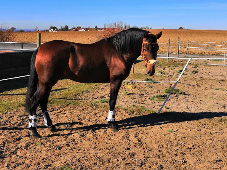 PRE Mestizo Caballo castrado 8 años 164 cm Castaño in Freiberg am Neckar