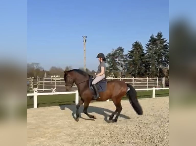 PRE Mestizo Caballo castrado 8 años 164 cm Castaño in Thedinghausen