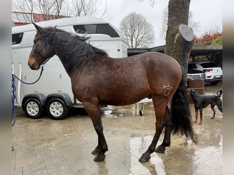 PRE Mestizo Caballo castrado 8 años 164 cm Castaño oscuro in Bad Wünnenberg
