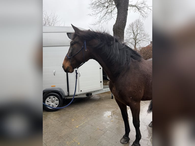 PRE Mestizo Caballo castrado 8 años 164 cm Castaño oscuro in Bad Wünnenberg