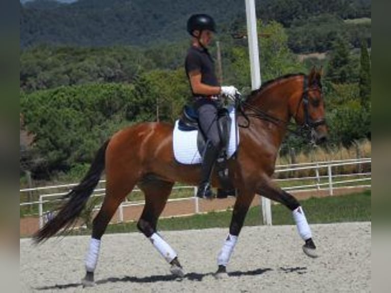 PRE Mestizo Caballo castrado 8 años 164 cm Castaño rojizo in BARCELONA