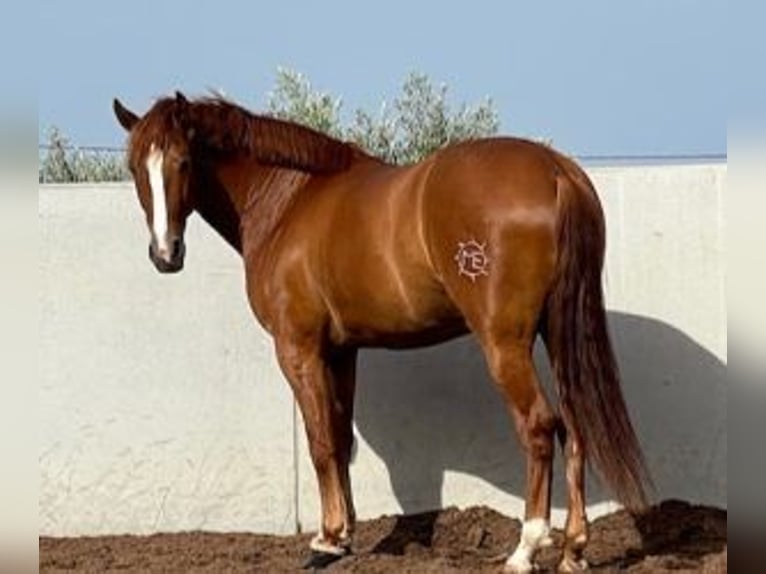 PRE Mestizo Caballo castrado 8 años 165 cm Alazán-tostado in MURCIA