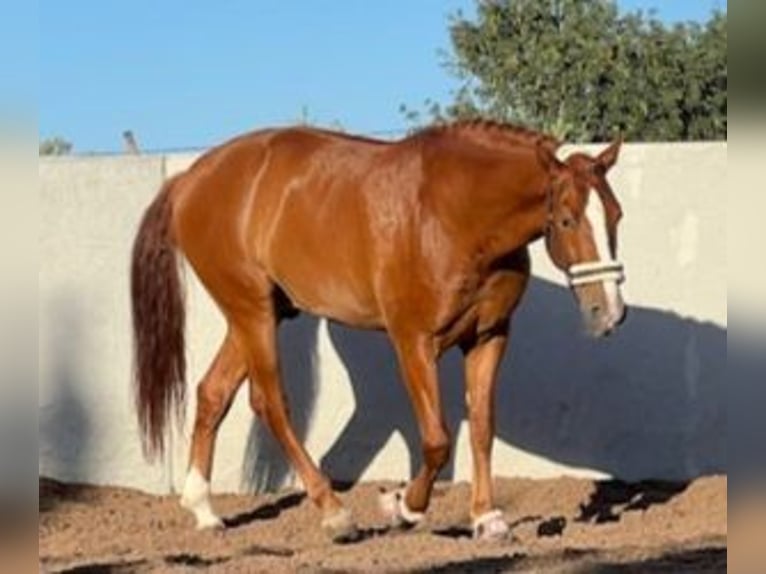 PRE Mestizo Caballo castrado 8 años 165 cm Alazán-tostado in MURCIA