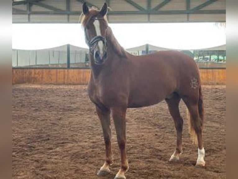 PRE Mestizo Caballo castrado 8 años 165 cm Alazán-tostado in MURCIA