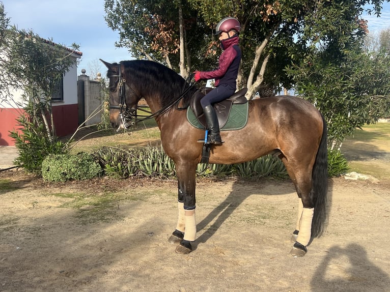 PRE Caballo castrado 8 años 165 cm Castaño oscuro in Carmona