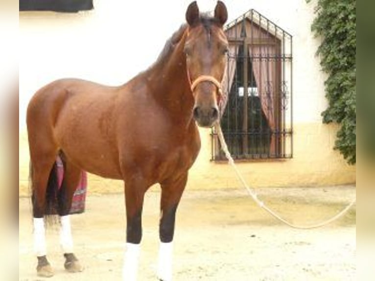 PRE Mestizo Caballo castrado 8 años 165 cm Castaño rojizo in SEVILLA