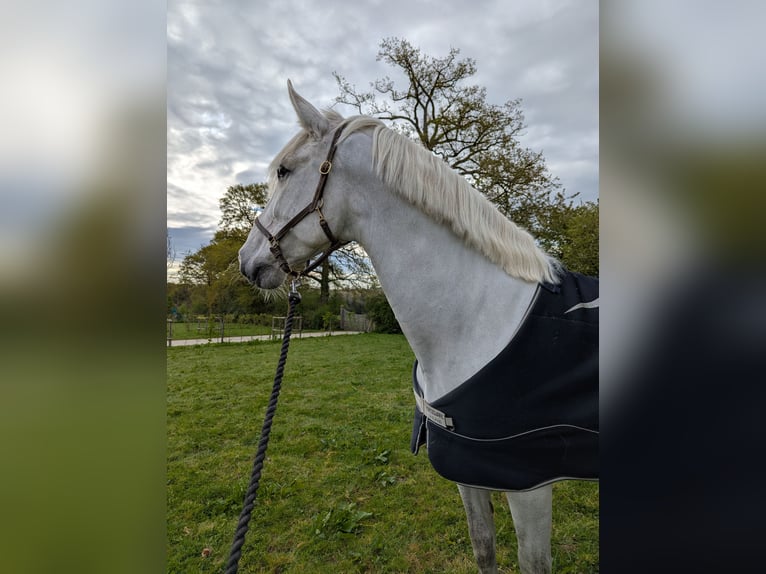 PRE Caballo castrado 8 años 165 cm Tordo in Troarn