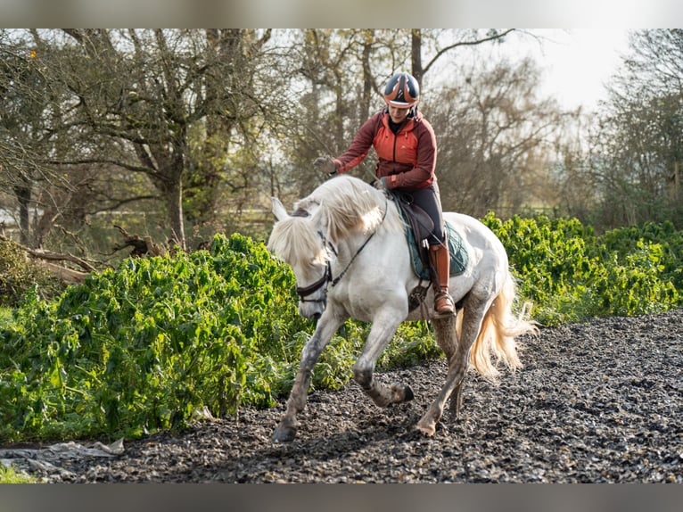 PRE Caballo castrado 8 años 165 cm Tordo in Troarn