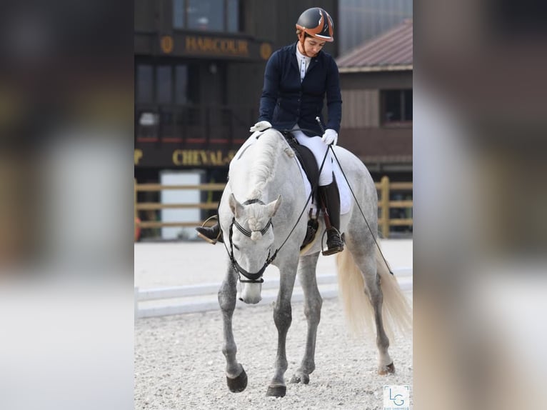 PRE Mestizo Caballo castrado 8 años 165 cm Tordo rodado in Martfeld