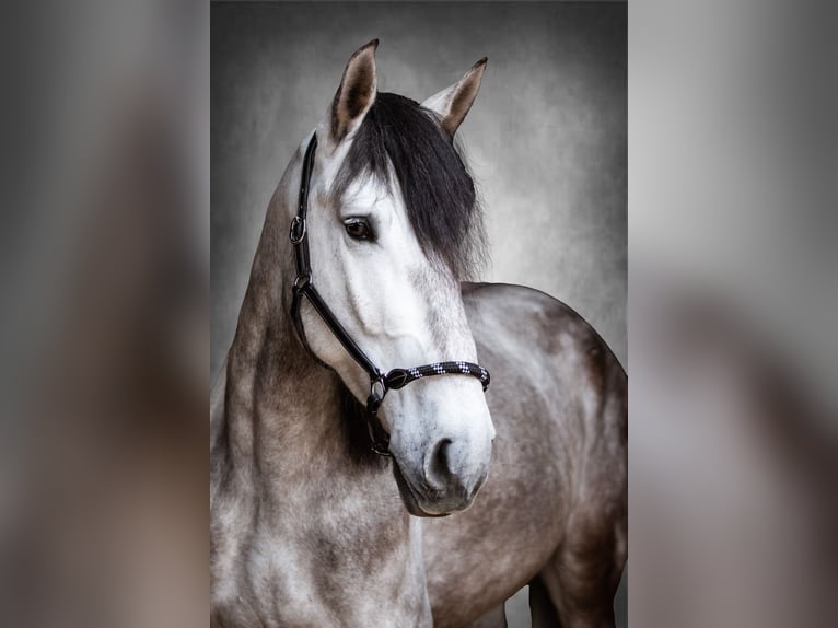 PRE Mestizo Caballo castrado 8 años 166 cm Tordillo negro in Eckental