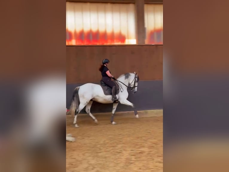 PRE Mestizo Caballo castrado 8 años 166 cm Tordillo negro in Eckental