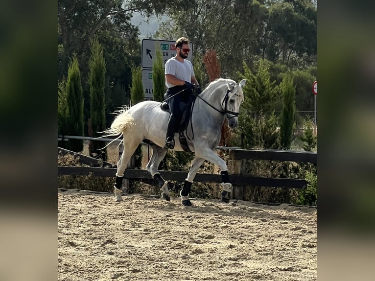 PRE Caballo castrado 8 años 166 cm Tordo in Bolonia