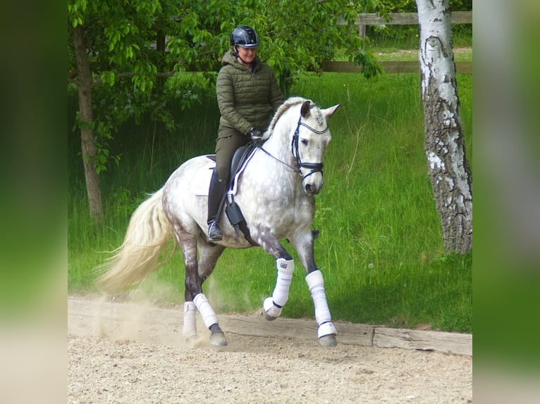 PRE Mestizo Caballo castrado 8 años 166 cm Tordo in Asperup