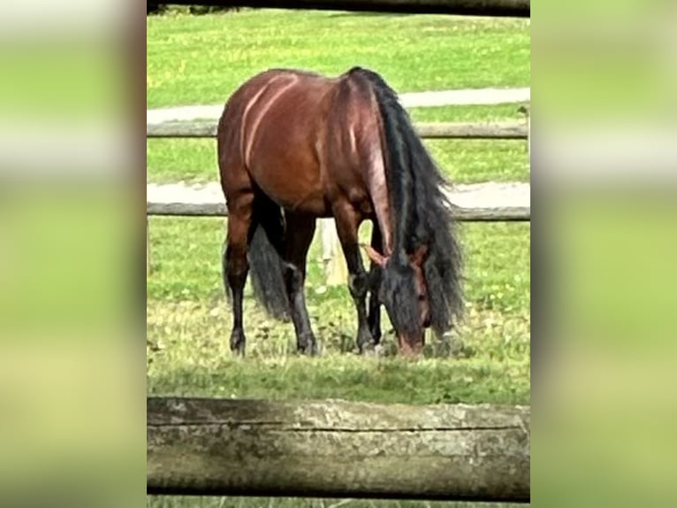 PRE Caballo castrado 8 años 167 cm Castaño oscuro in Gazeran