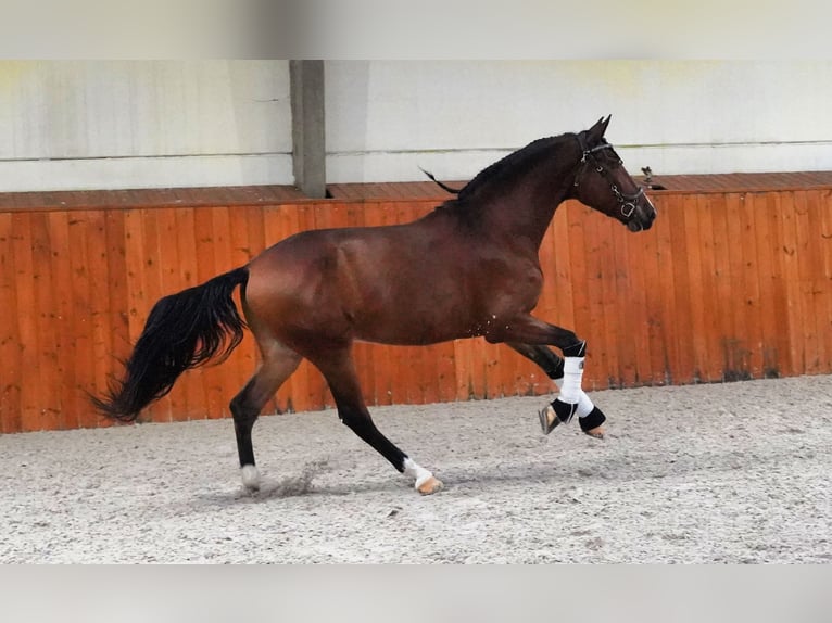 PRE Caballo castrado 8 años 167 cm Castaño rojizo in Heuvelland