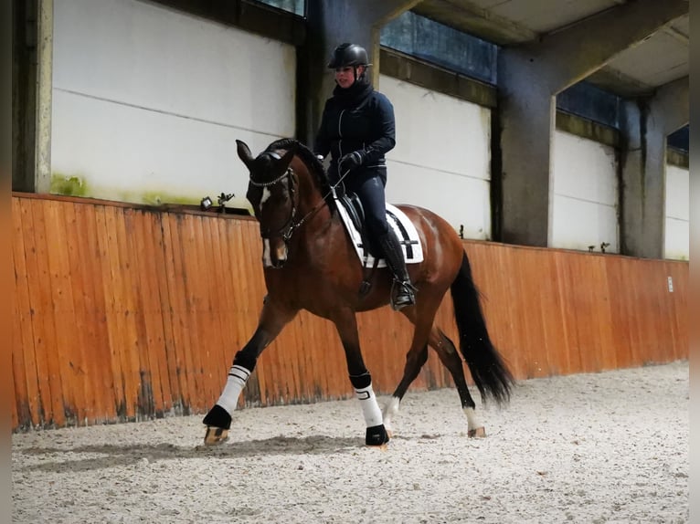 PRE Caballo castrado 8 años 167 cm Castaño rojizo in Heuvelland