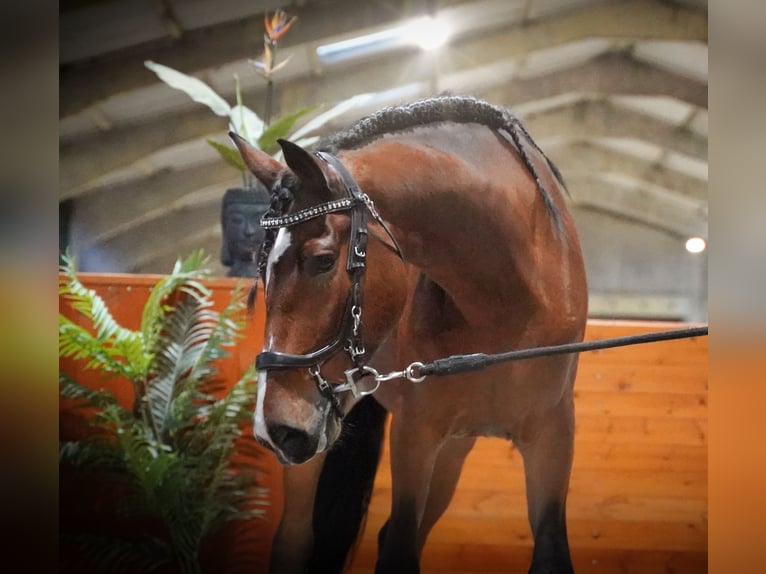 PRE Caballo castrado 8 años 167 cm Castaño rojizo in Heuvelland