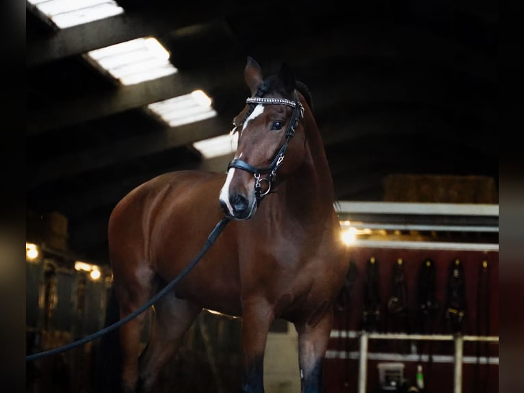 PRE Caballo castrado 8 años 167 cm Castaño rojizo in Heuvelland