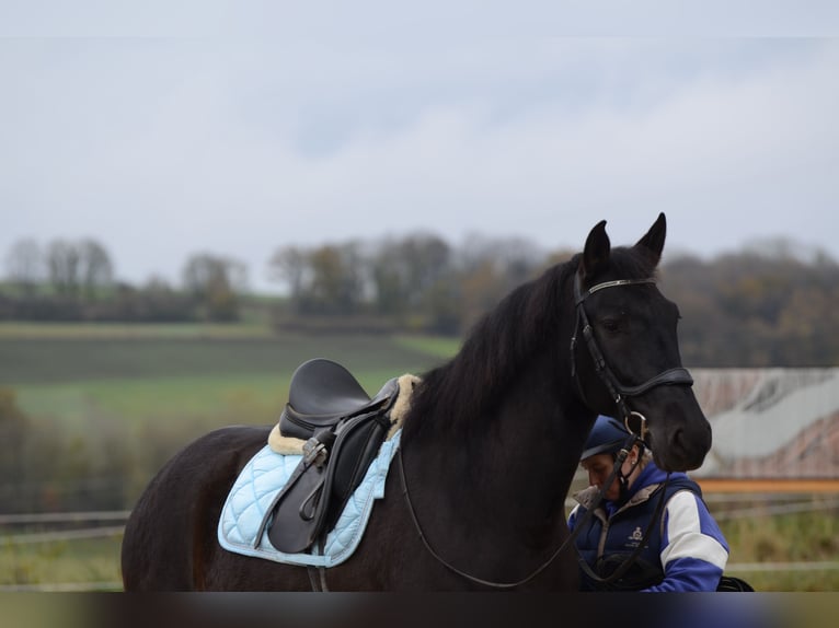 PRE Mestizo Caballo castrado 8 años 167 cm Negro in Grebenhain