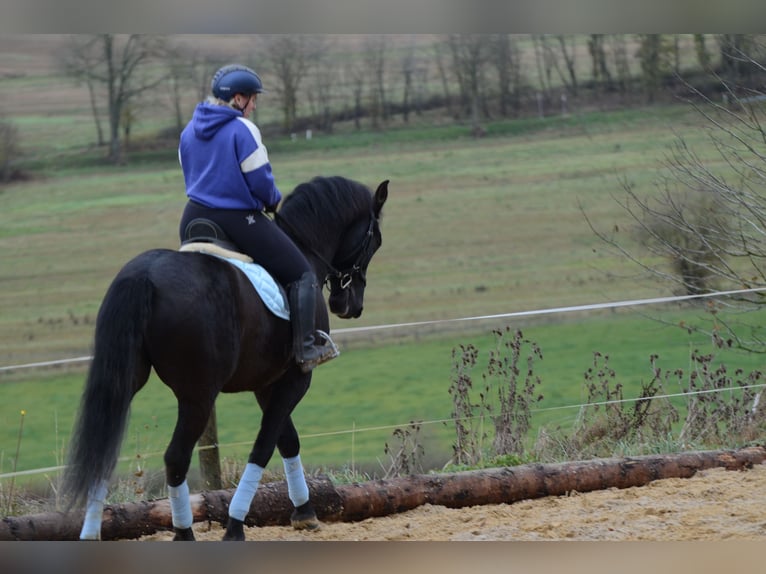 PRE Mestizo Caballo castrado 8 años 167 cm Negro in Grebenhain