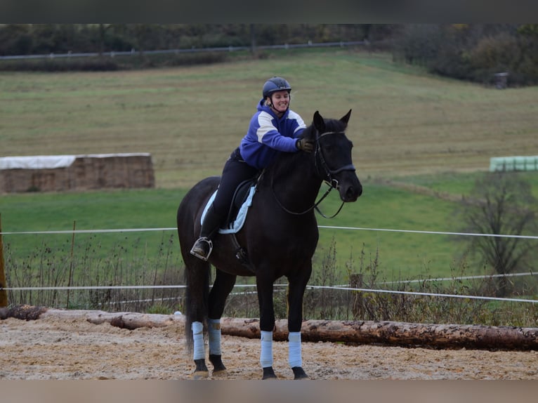 PRE Mestizo Caballo castrado 8 años 167 cm Negro in Grebenhain