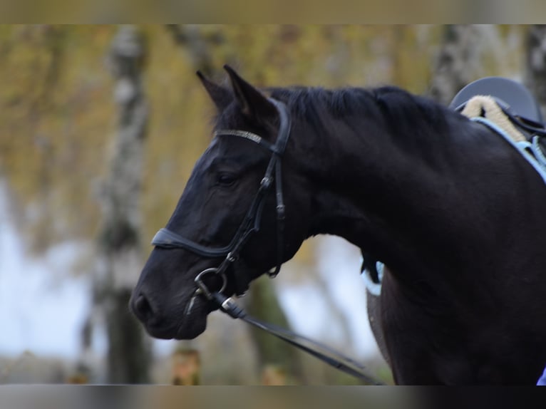 PRE Mestizo Caballo castrado 8 años 167 cm Negro in Grebenhain