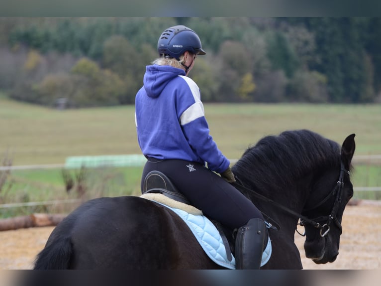 PRE Mestizo Caballo castrado 8 años 167 cm Negro in Grebenhain