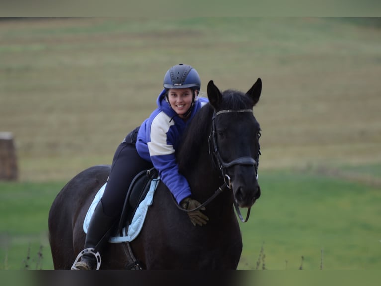 PRE Mestizo Caballo castrado 8 años 167 cm Negro in Grebenhain