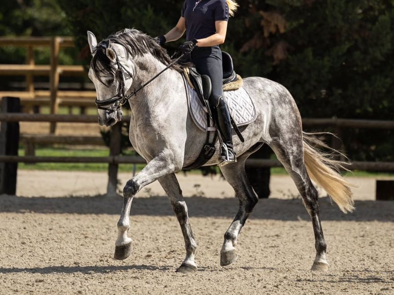 PRE Mestizo Caballo castrado 8 años 167 cm Tordo in Navas Del Madroño