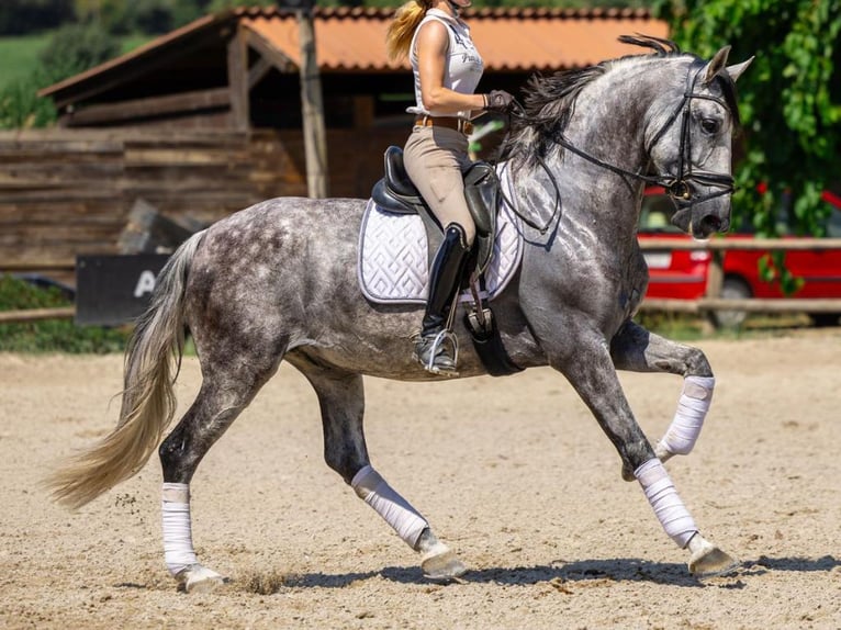 PRE Mestizo Caballo castrado 8 años 167 cm Tordo in Navas Del Madroño