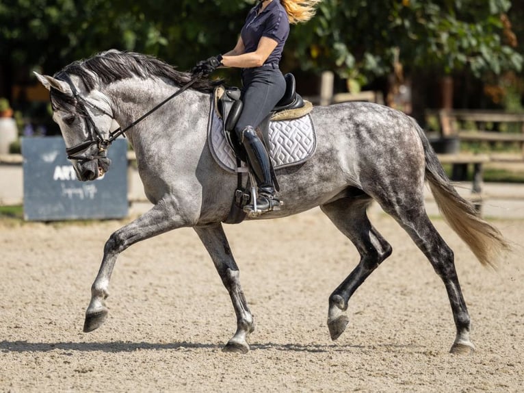 PRE Mestizo Caballo castrado 8 años 167 cm Tordo in Navas Del Madroño