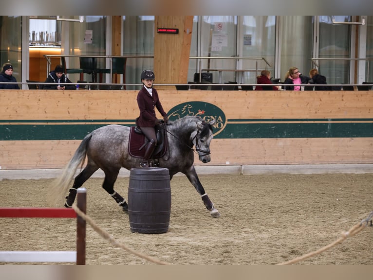 PRE Caballo castrado 8 años 167 cm Tordo rodado in Göllersdorf