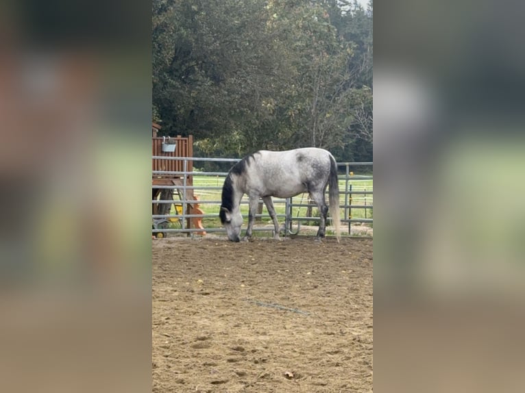 PRE Mestizo Caballo castrado 8 años 167 cm Tordo rodado in Koppl