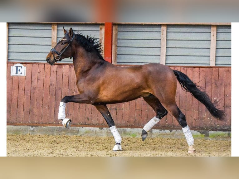 PRE Mestizo Caballo castrado 8 años 168 cm Castaño rojizo in NAVAS DEL MADRONO