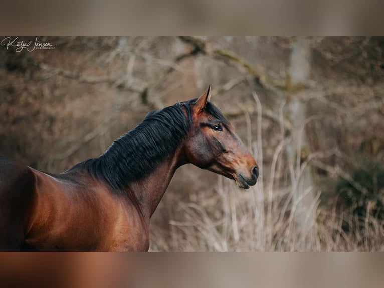 PRE Mestizo Caballo castrado 8 años 168 cm Castaño rojizo in NAVAS DEL MADRONO