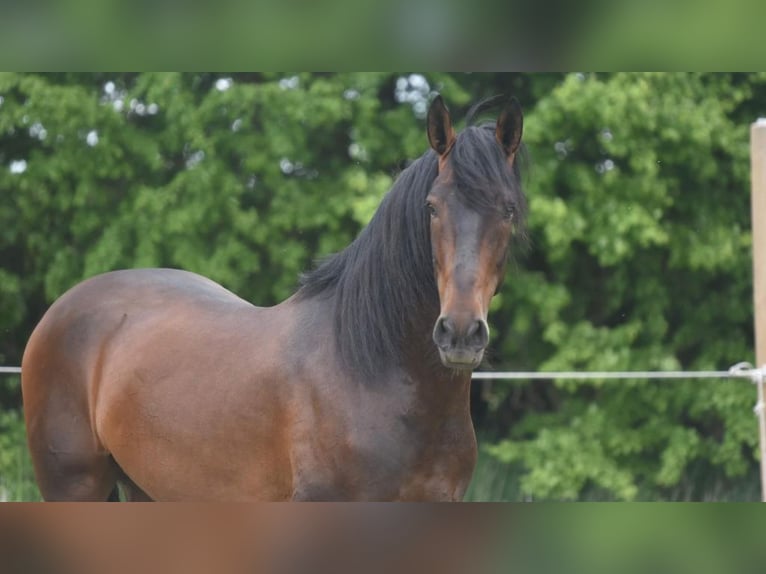 PRE Mestizo Caballo castrado 8 años 168 cm Castaño rojizo in NAVAS DEL MADRONO