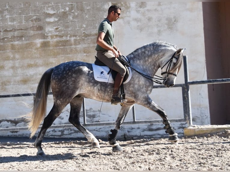 PRE Caballo castrado 8 años 168 cm Tordo in Provinz Malaga